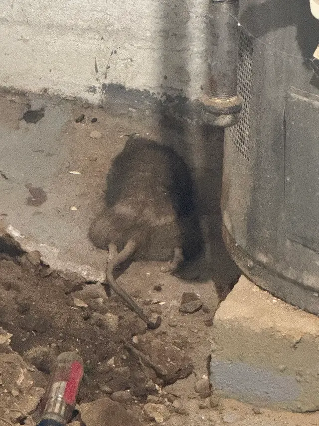 Newark Exterminator Last Stop Pest Control — customer photo 12
