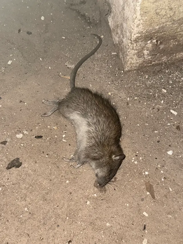 Newark Exterminator Last Stop Pest Control — photo from the business 10