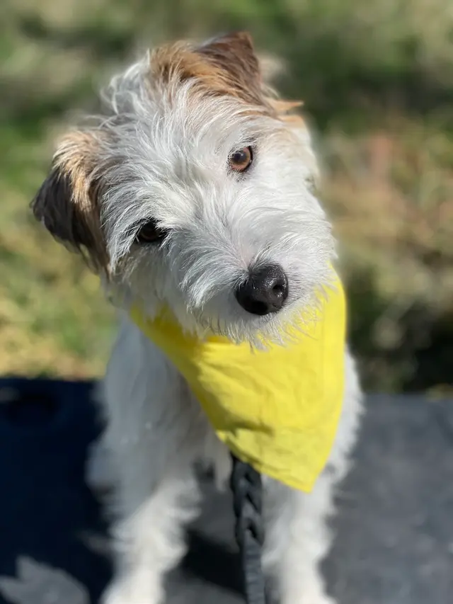 Make Your Dog Epic — photo from the business 1