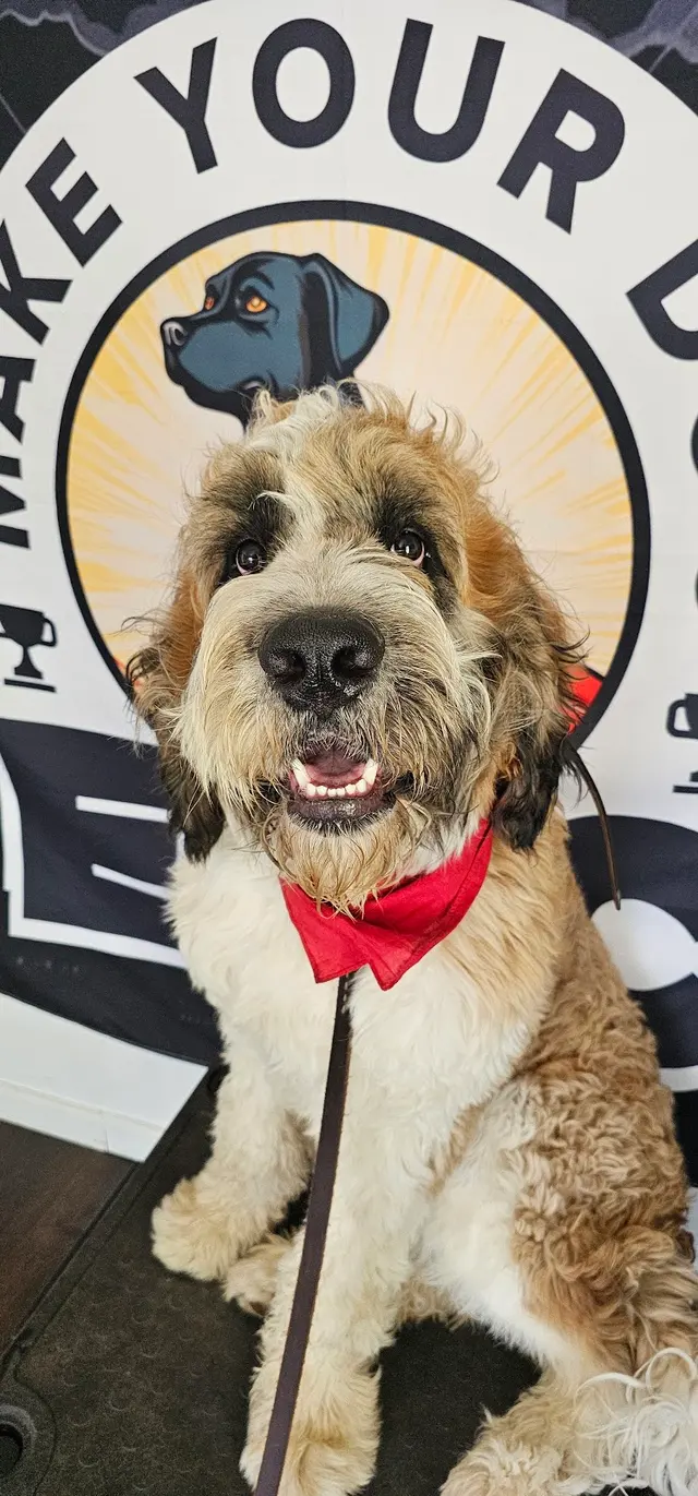 Make Your Dog Epic — photo from the business 4