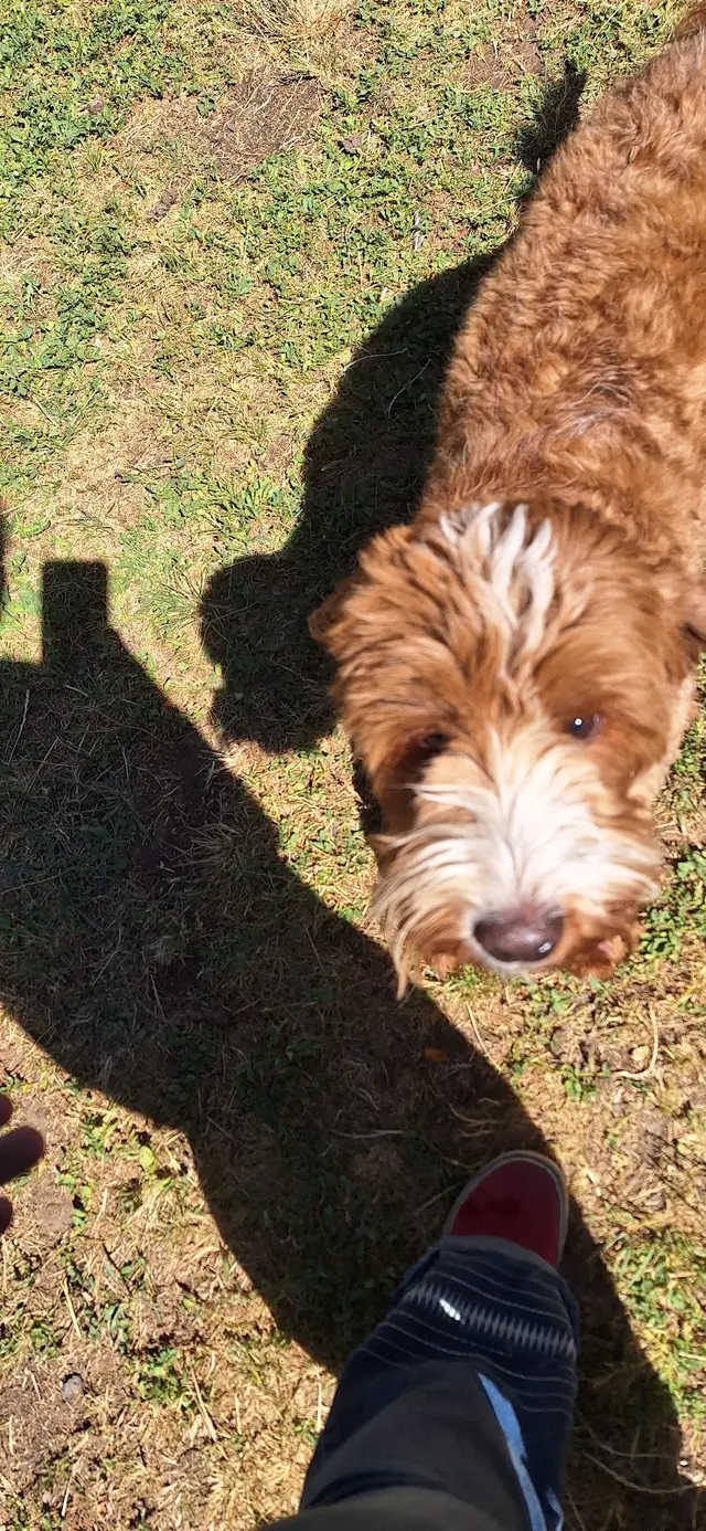 Make Your Dog Epic — photo from the business 12