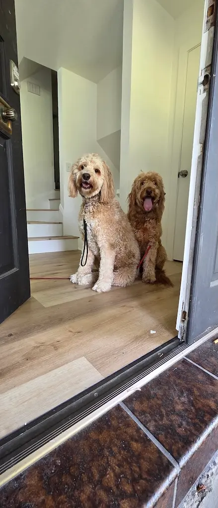 Make Your Dog Epic — photo from the business 8
