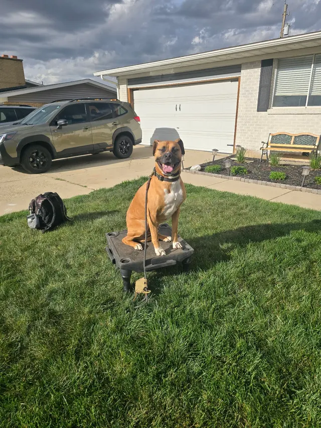 Make Your Dog Epic — photo from the business 9