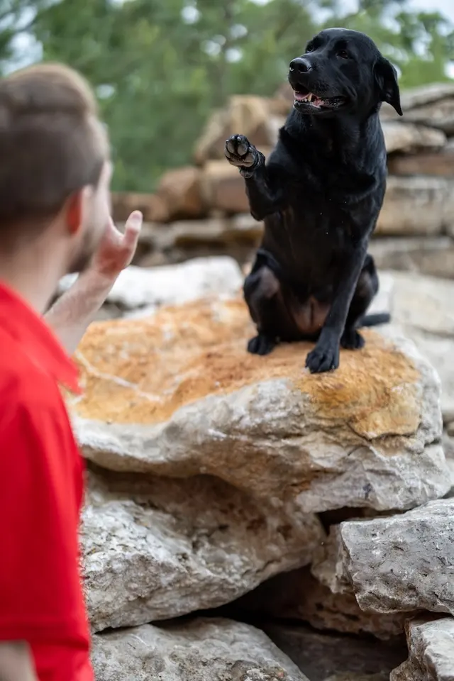 Make Your Dog Epic — photo from the business 2