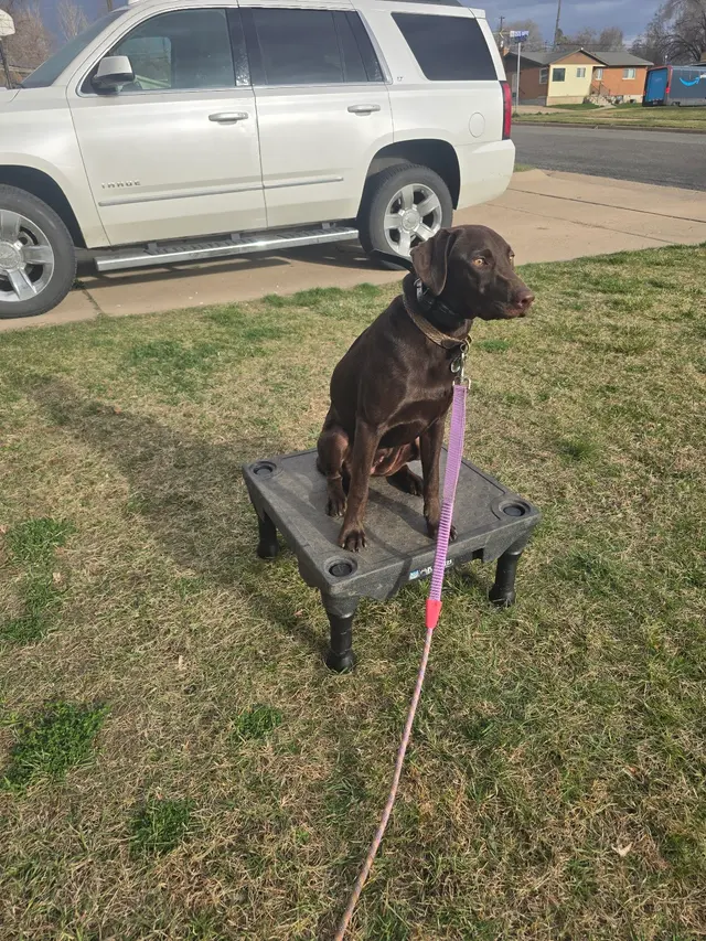 Make Your Dog Epic — photo from the business 3