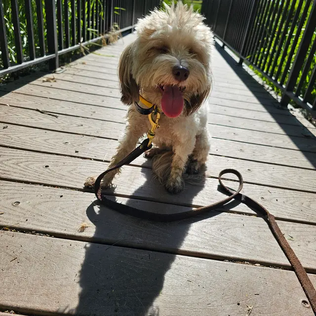 Make Your Dog Epic — photo from the business 11