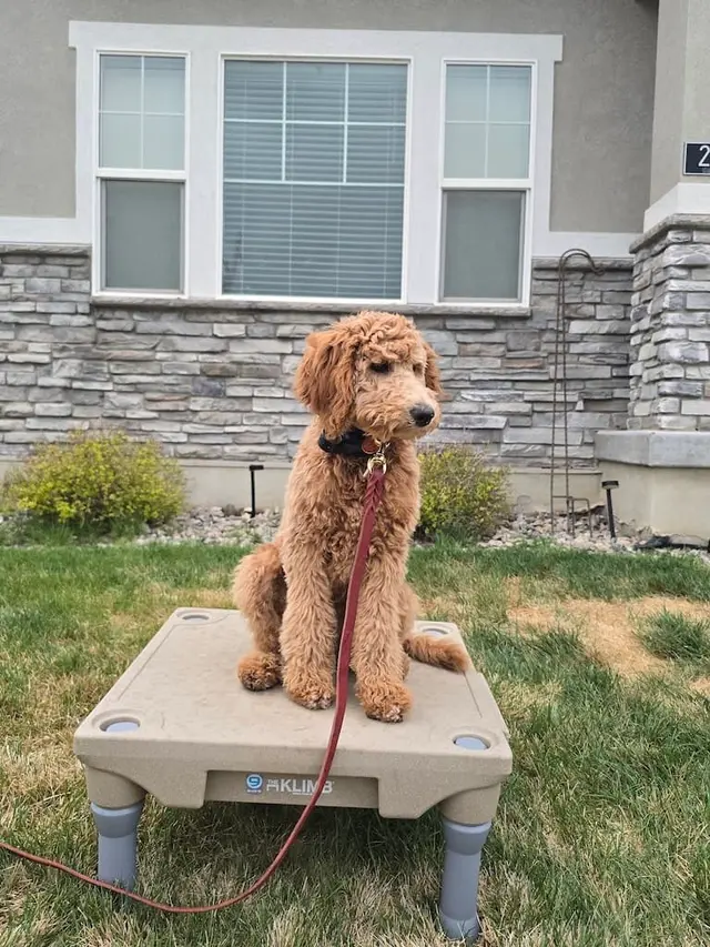 Make Your Dog Epic — photo from the business 5
