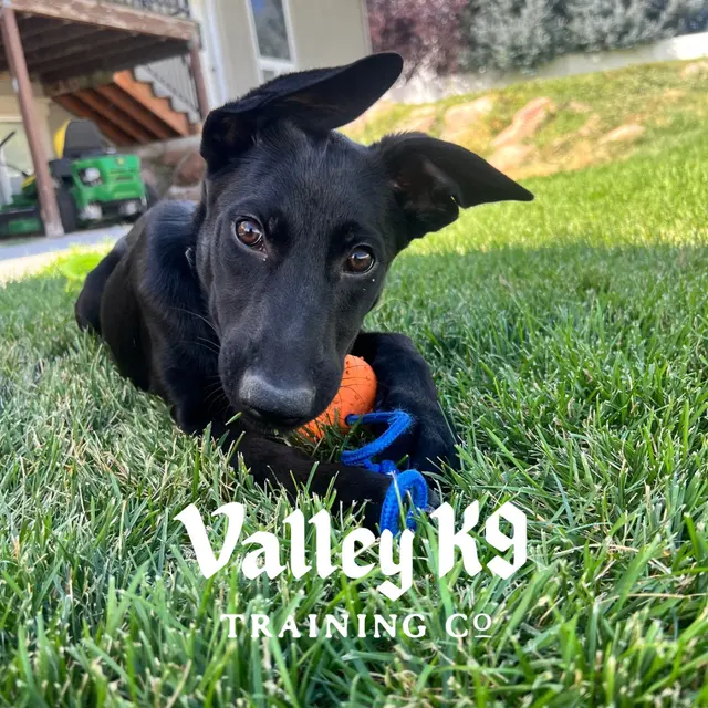 Valley K9 Training Co — photo from the business 3