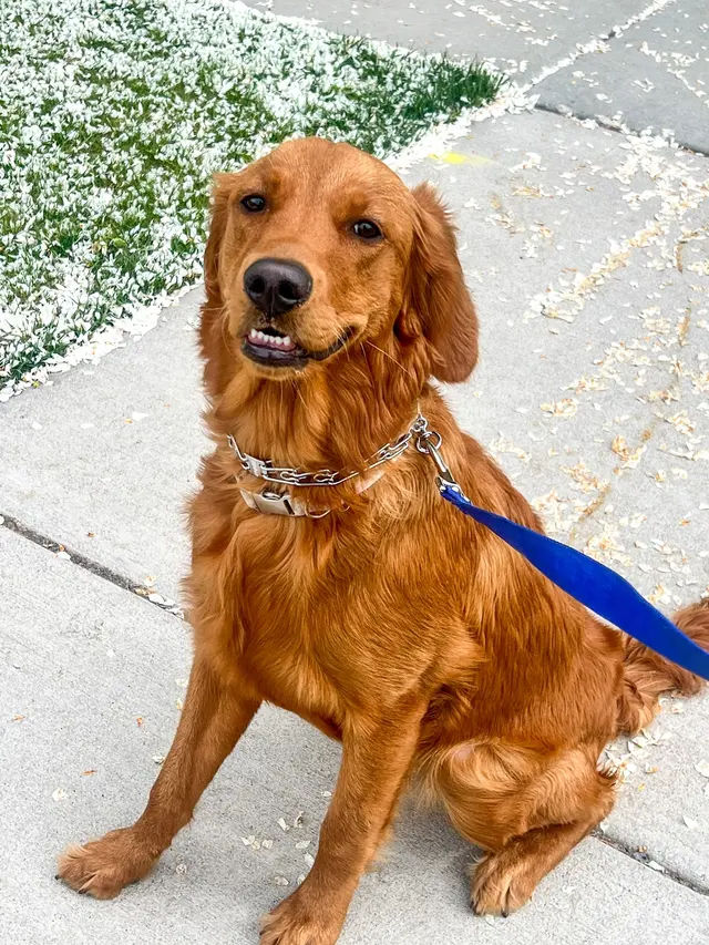 Valley K9 Training Co — photo from the business 11
