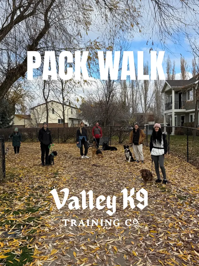 Valley K9 Training Co — photo from the business 9