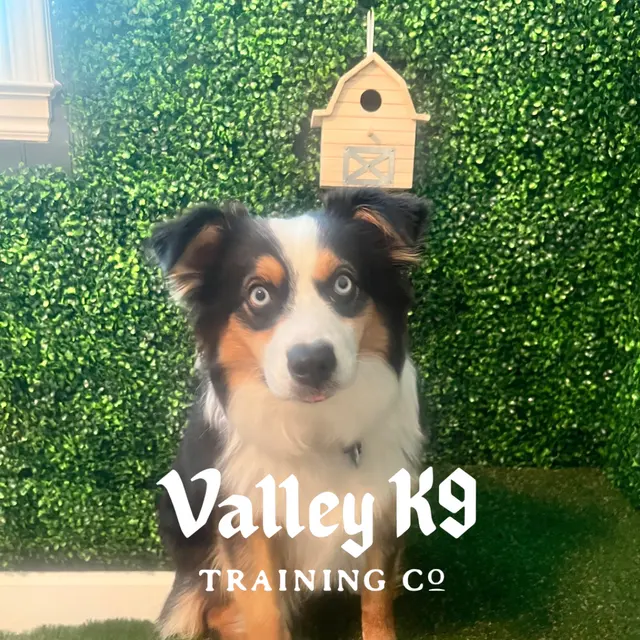 Valley K9 Training Co — photo from the business 7