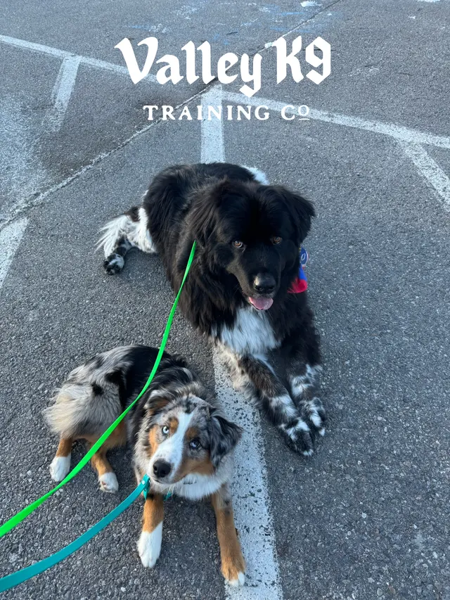 Valley K9 Training Co — photo from the business 8
