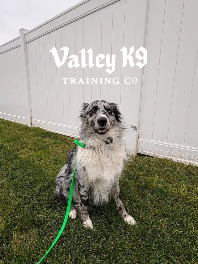 Valley K9 Training Co — photo from the business 10