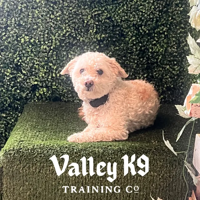 Valley K9 Training Co — photo from the business 6