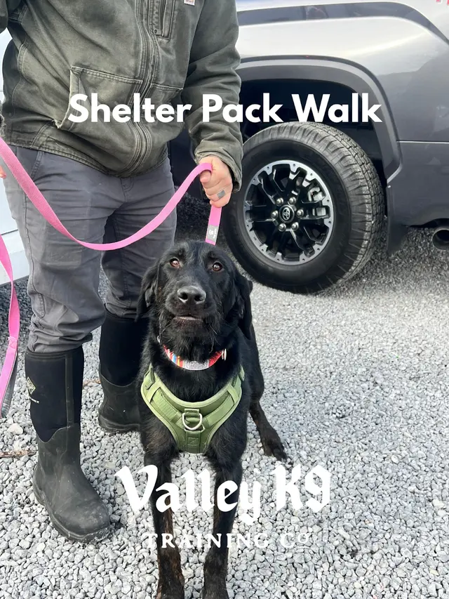 Valley K9 Training Co — photo from the business 5