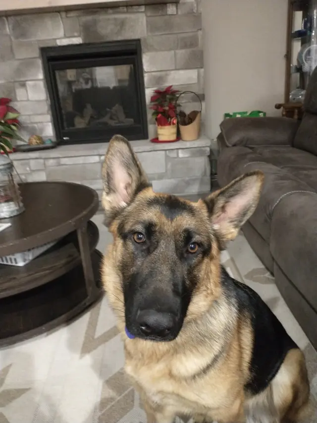 Customer photo of work by Underworld Kennels & Dog Training, from Cheri Gleason's review