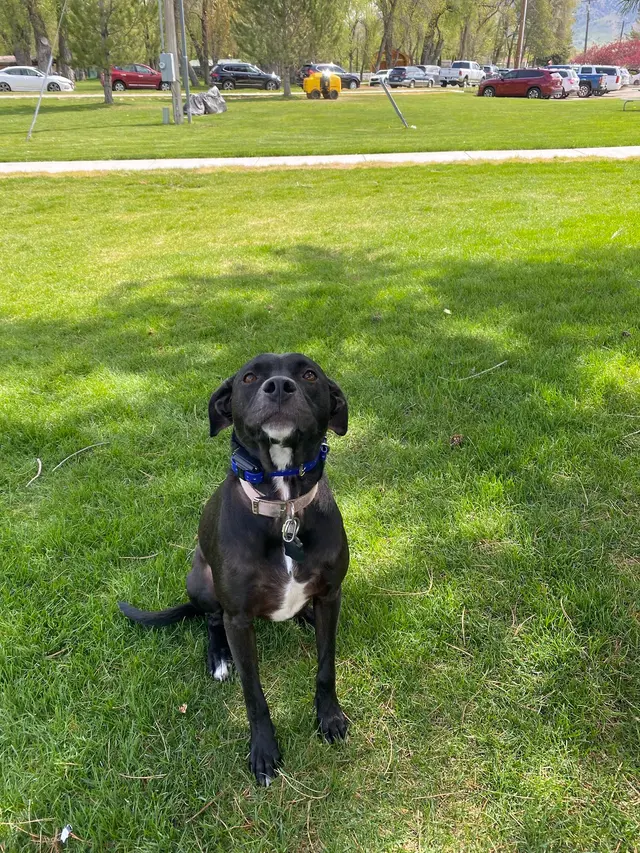 Underworld Kennels & Dog Training — photo from the business 11