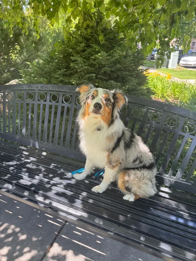 Customer photo of work by Underworld Kennels & Dog Training, from Nathan Bienvenu's review