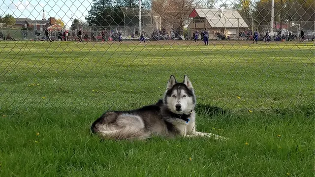 Underworld Kennels & Dog Training — photo from the business 10