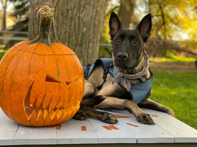 Underworld Kennels & Dog Training — photo from the business 3