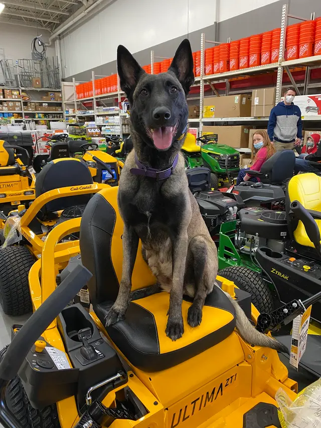 Underworld Kennels & Dog Training — photo from the business 7