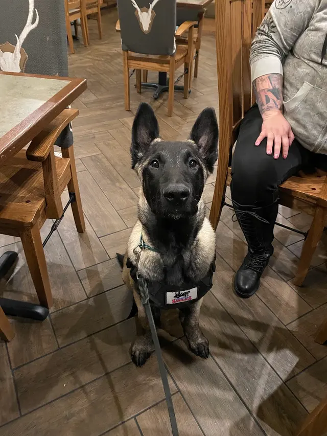 Underworld Kennels & Dog Training — photo from the business 4