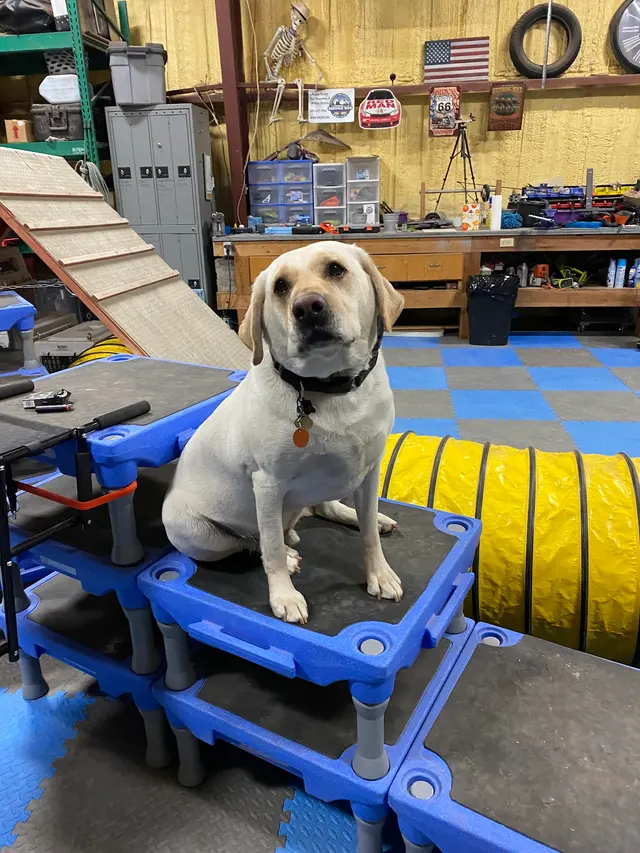 Underworld Kennels & Dog Training — photo from the business 8
