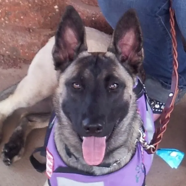 Underworld Kennels & Dog Training — photo from the business 2