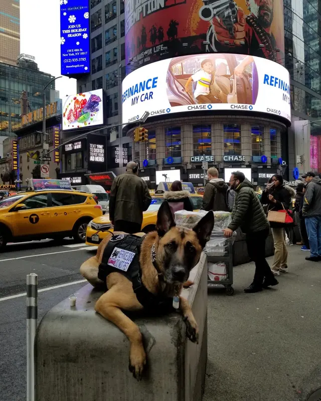 Underworld Kennels & Dog Training — photo from the business 12