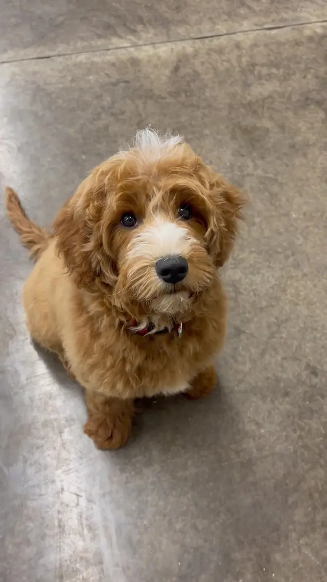 Customer photo of work by Puppy Steps Training, from Frances Callaghan's review