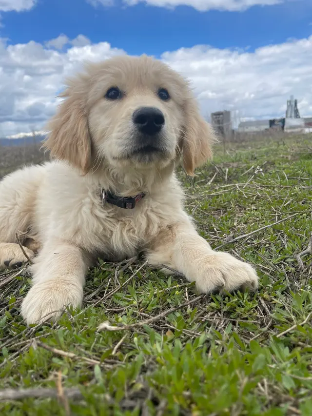 Puppy Steps Training — customer photo 10