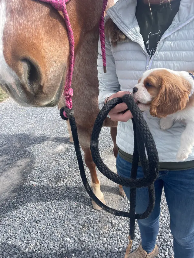 Puppy Steps Training — customer photo 4