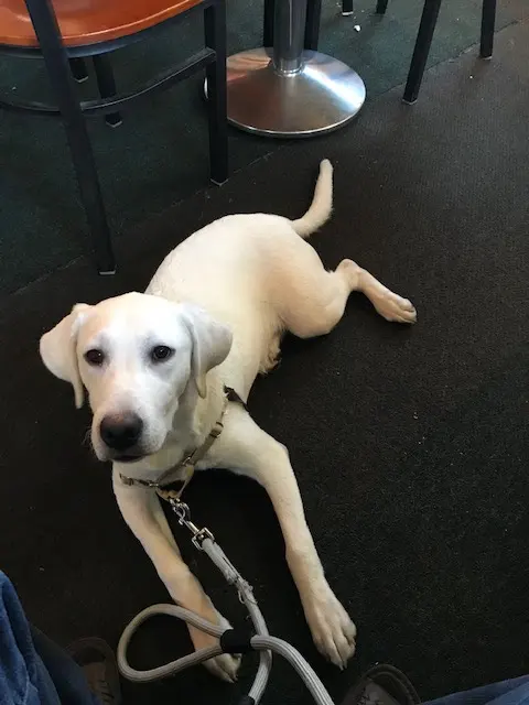 Puppy Steps Training — customer photo 8
