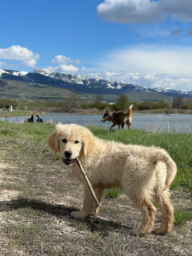 Puppy Steps Training — customer photo 6