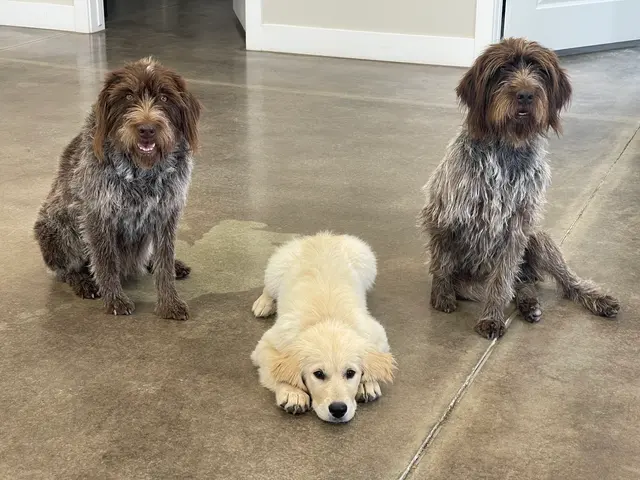 Puppy Steps Training — customer photo 12