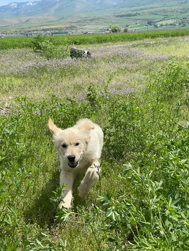 Puppy Steps Training — customer photo 5