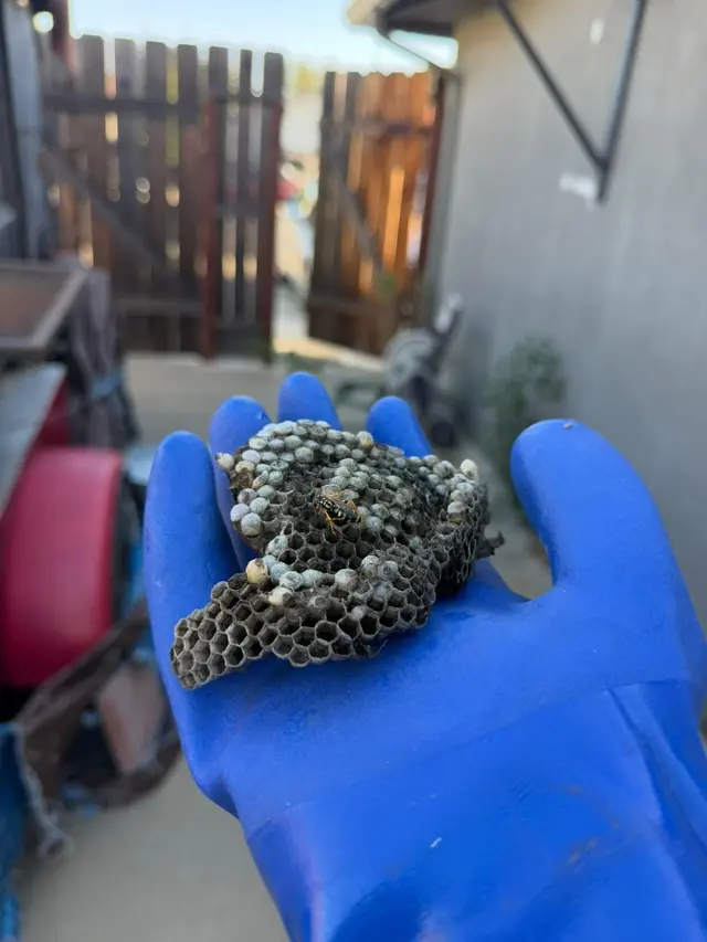50 Cal Pest Control — photo from the business 6