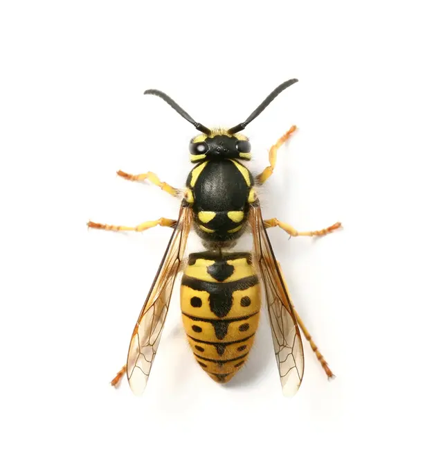 Insect IQ — photo from the business 12