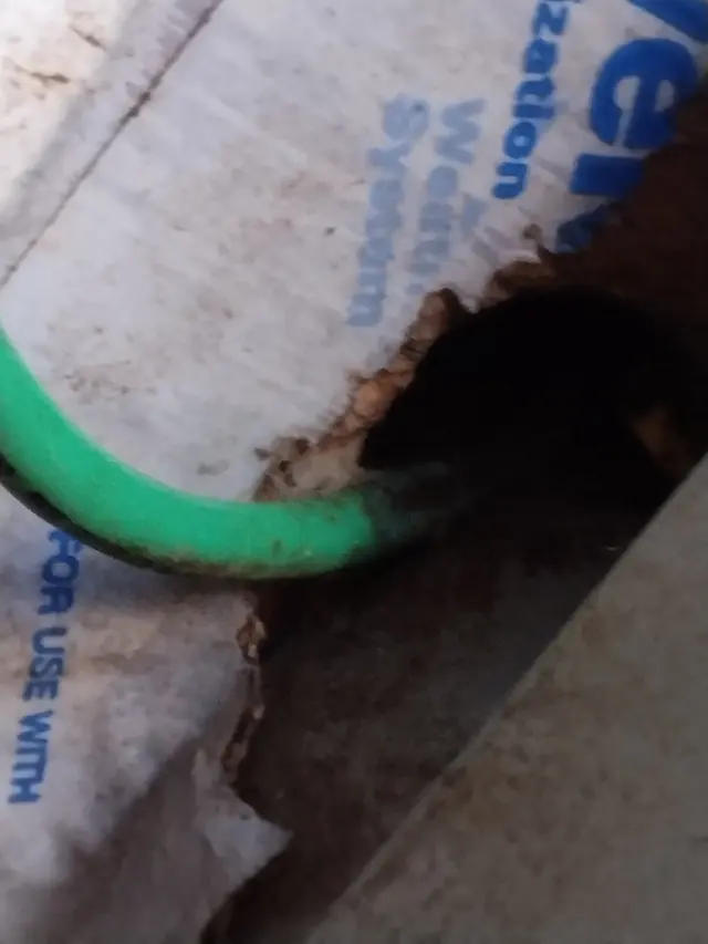 Debug Pest Control — customer photo 6