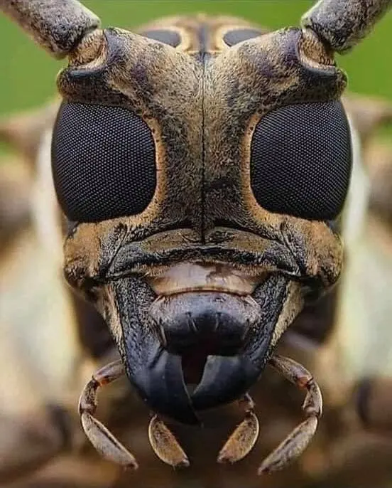Integrity Pest Control — photo from the business 7