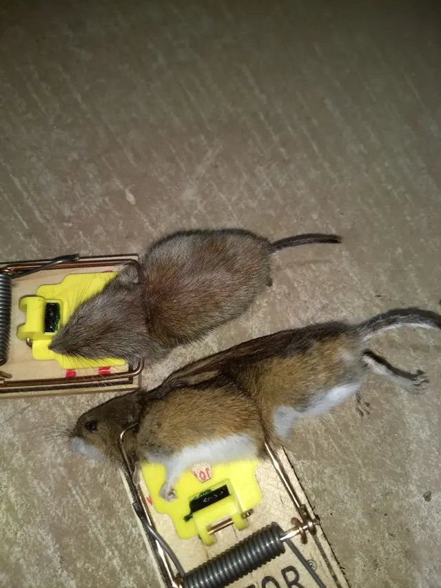 Integrity Pest Control — photo from the business 10
