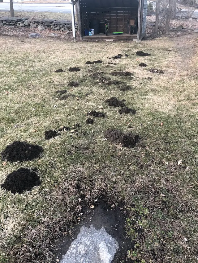 Integrity Pest Control — customer photo 11