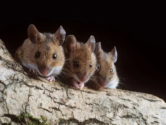 Integrity Pest Control — photo from the business 2