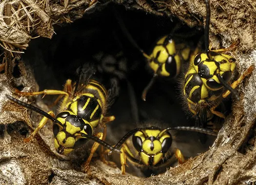 Integrity Pest Control — photo from the business 12