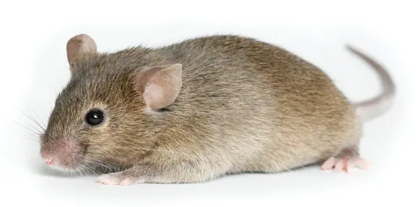 Frattasio's Family Pest Solutions LLC — photo from the business 1