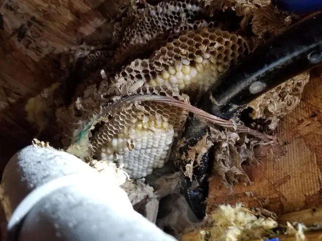 Mosquito and Pest Nation of Eastern CT — photo from the business 11