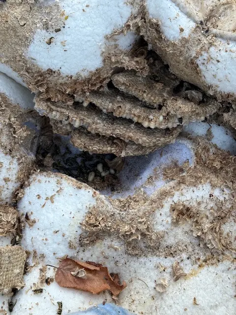Mosquito and Pest Nation of Eastern CT — photo from the business 12