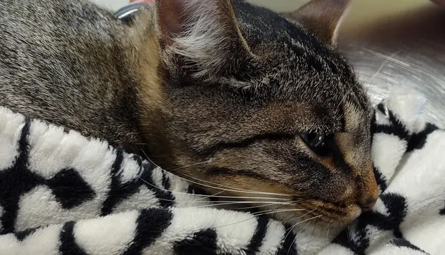 Valley West Veterinary Hospital — customer photo 8