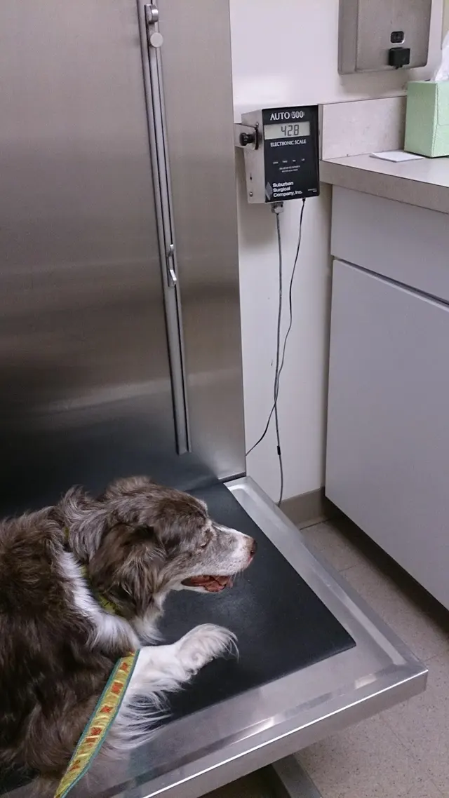 Kanawha Boulevard Animal Hospital — customer photo 4