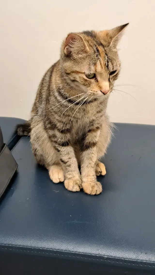 Kanawha Boulevard Animal Hospital — customer photo 2